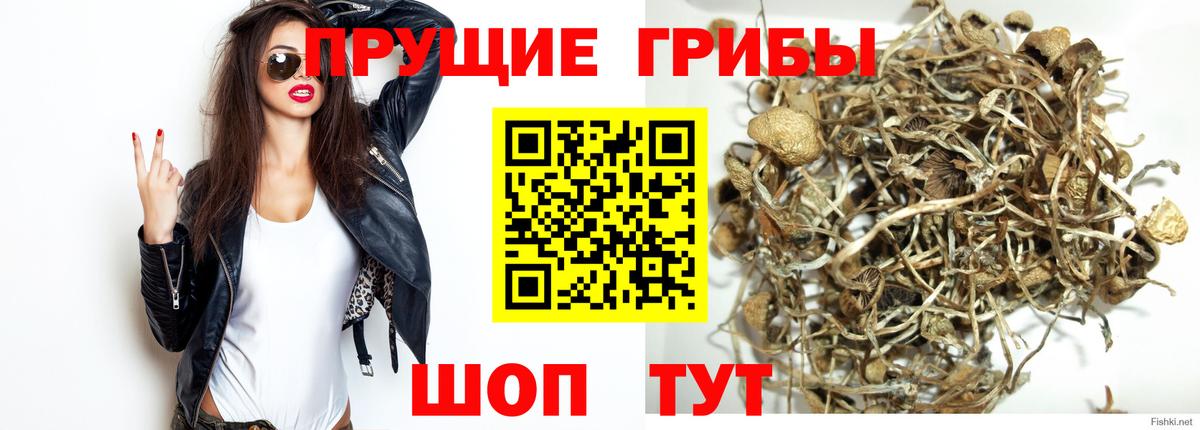 Галлюциногенные грибы мицелий  где найти наркотики  Гудермес  Псилоцибиновые грибы MAGIC MUSHROOMS  Вход с VPN 
